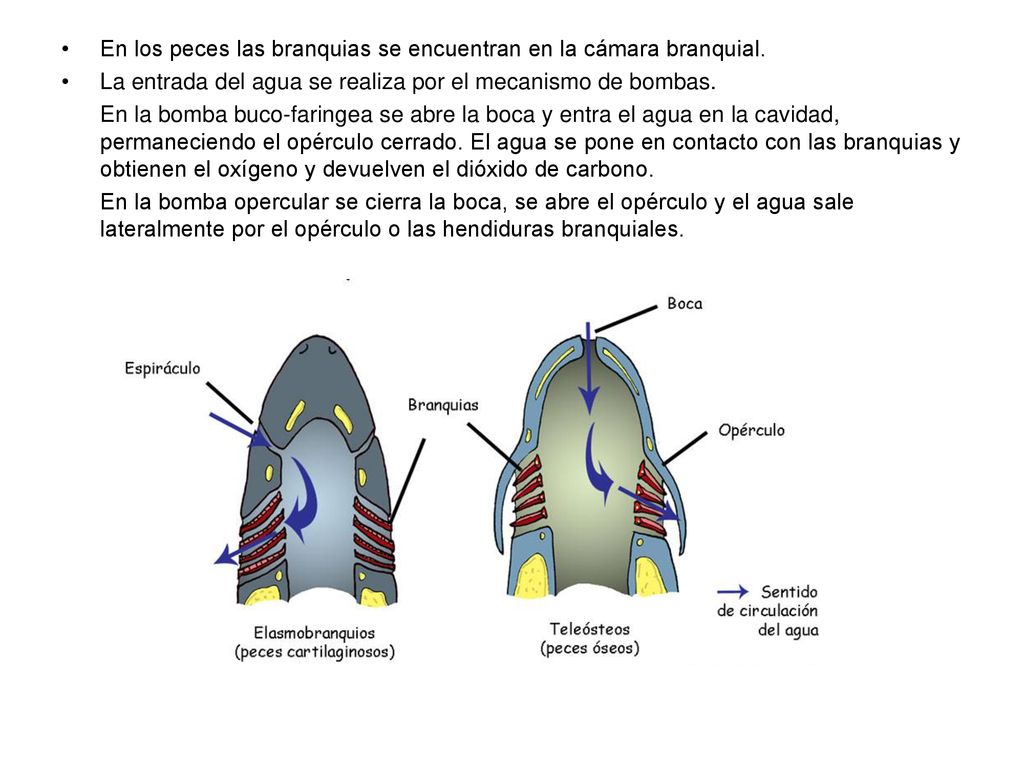 En los peces las branquias se encuentran en la cámara branquial.