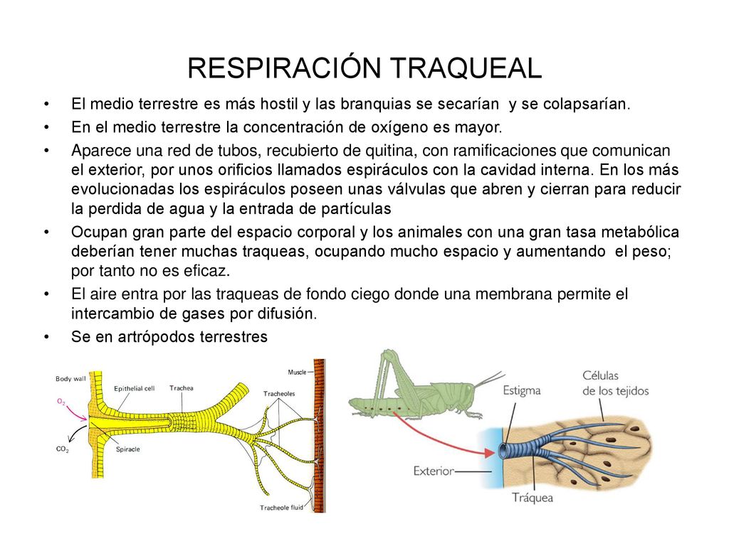 RESPIRACIÓN TRAQUEAL El medio terrestre es más hostil y las branquias se secarían y se colapsarían.