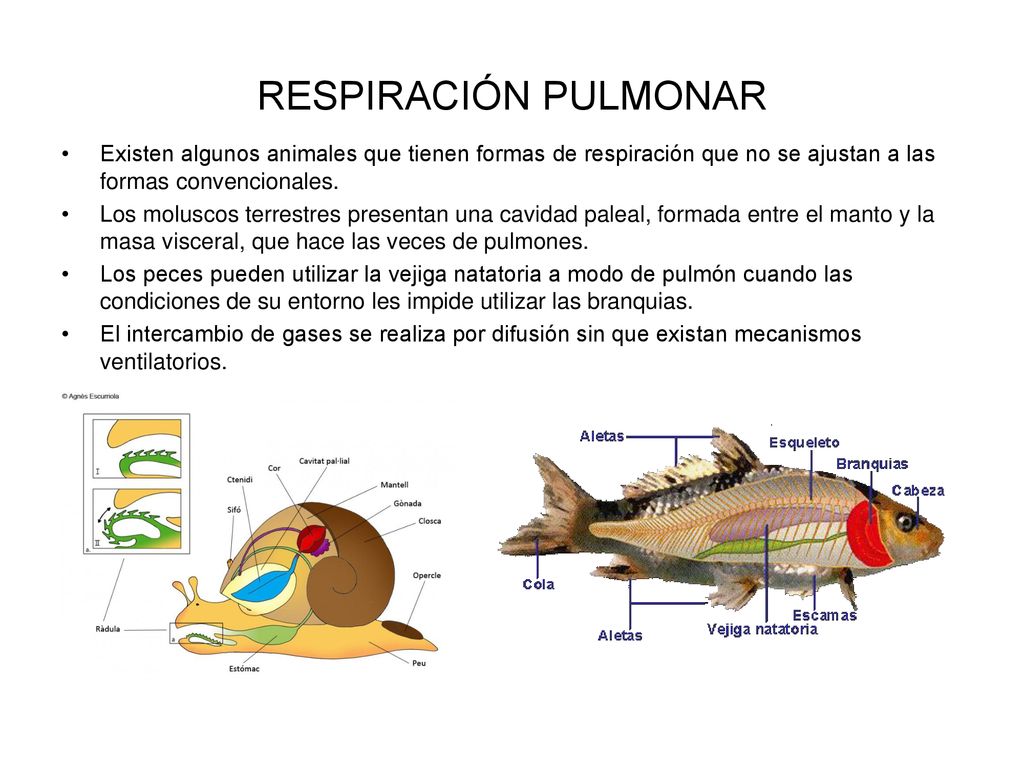 RESPIRACIÓN PULMONAR Existen algunos animales que tienen formas de respiración que no se ajustan a las formas convencionales.