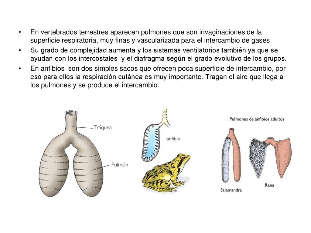 En vertebrados terrestres aparecen pulmones que son invaginaciones de la superficie respiratoria, muy finas y vascularizada para el intercambio de gases