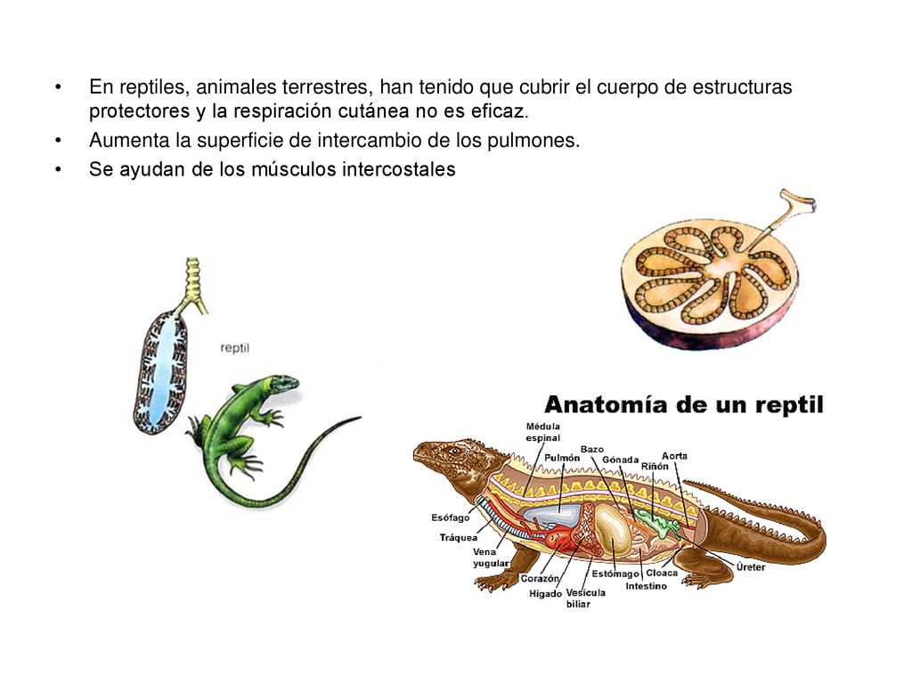 En reptiles, animales terrestres, han tenido que cubrir el cuerpo de estructuras protectores y la respiración cutánea no es eficaz.