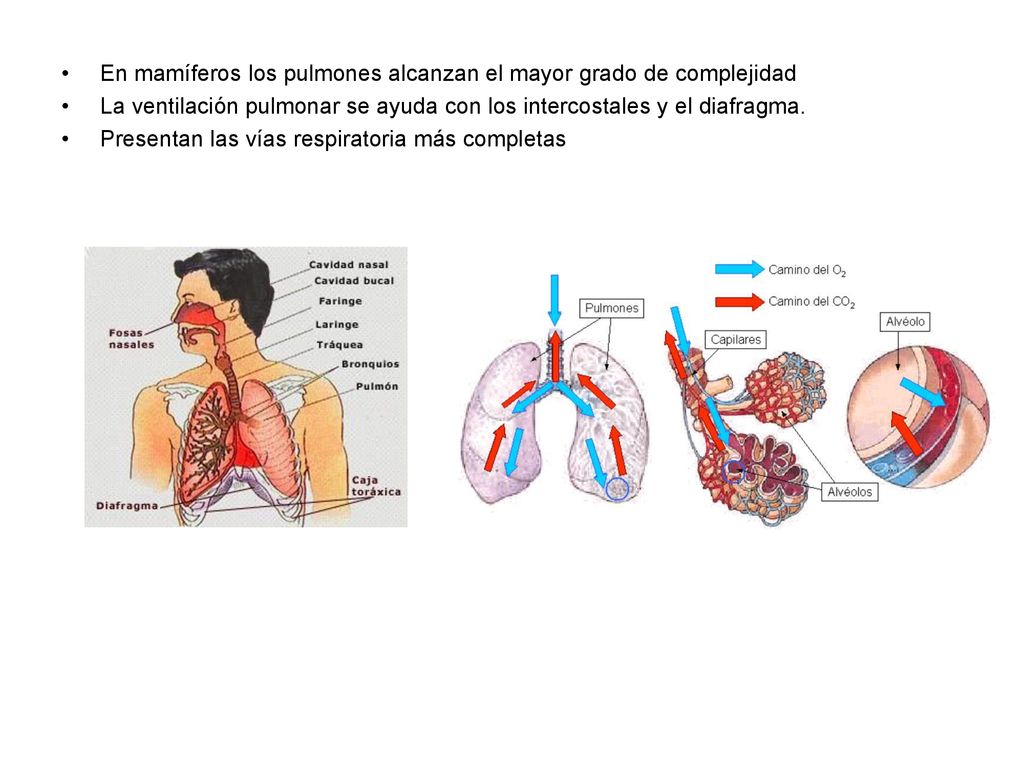 En mamíferos los pulmones alcanzan el mayor grado de complejidad