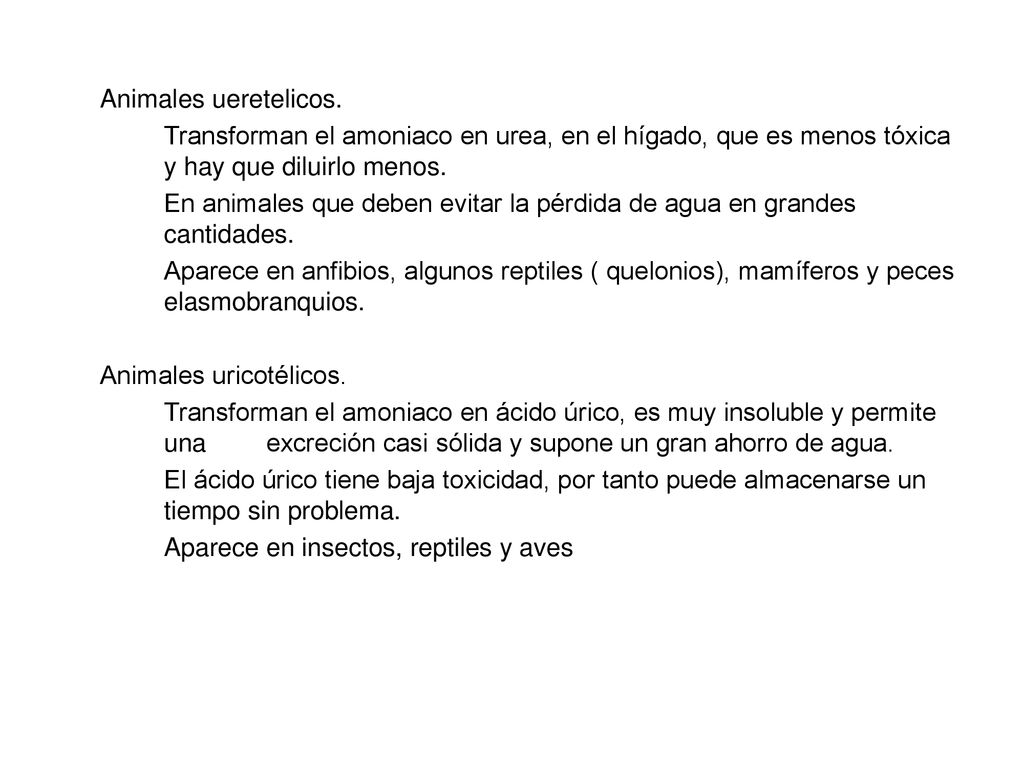 Animales ueretelicos. Transforman el amoniaco en urea, en el hígado, que es menos tóxica y hay que diluirlo menos.