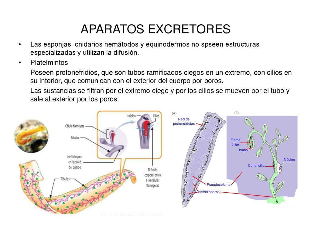 APARATOS EXCRETORES Las esponjas, cnidarios nemátodos y equinodermos no spseen estructuras especializadas y utilizan la difusión.