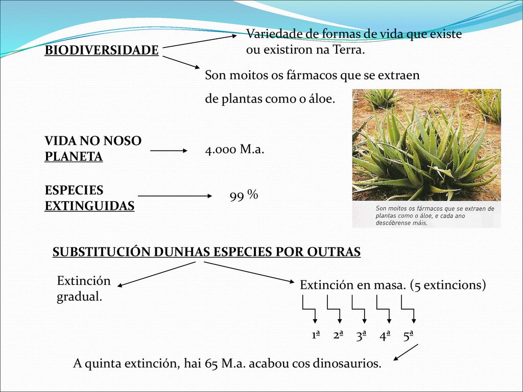 Variedade de formas de vida que existe ou existiron na Terra.