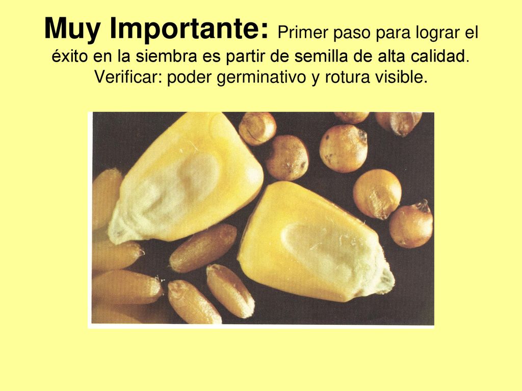 Muy Importante: Primer paso para lograr el éxito en la siembra es partir de semilla de alta calidad.