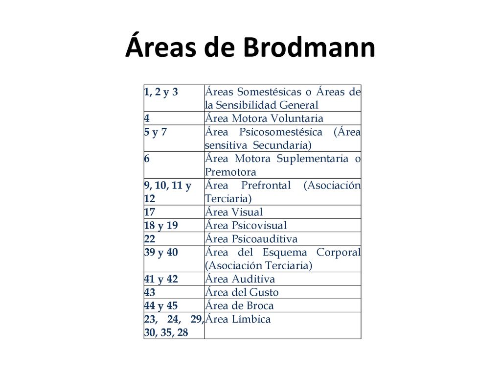 Áreas de Brodmann 1, 2 y 3. Áreas Somestésicas o Áreas de la Sensibilidad General. 4 Área Motora Voluntaria