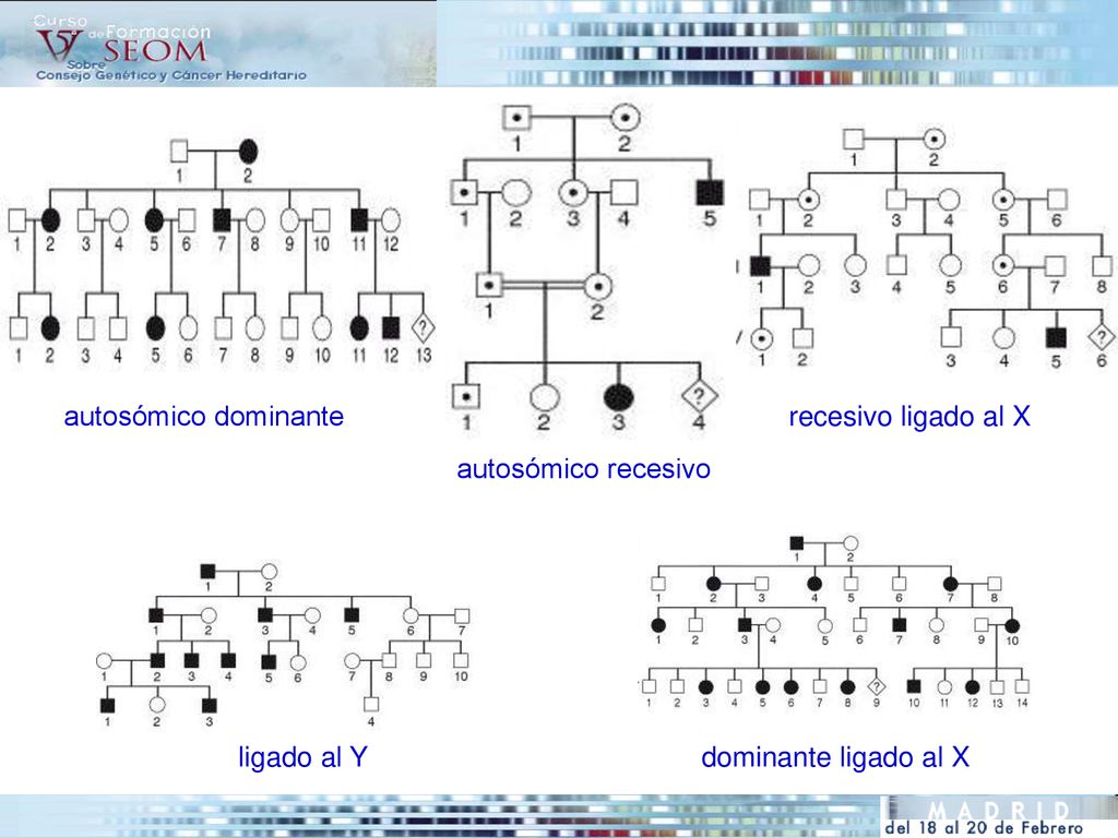 autosómico dominante recesivo ligado al X autosómico recesivo ligado al Y dominante ligado al X