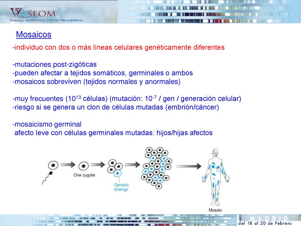 Mosaicos -individuo con dos o más líneas celulares genéticamente diferentes. -mutaciones post-zigóticas.