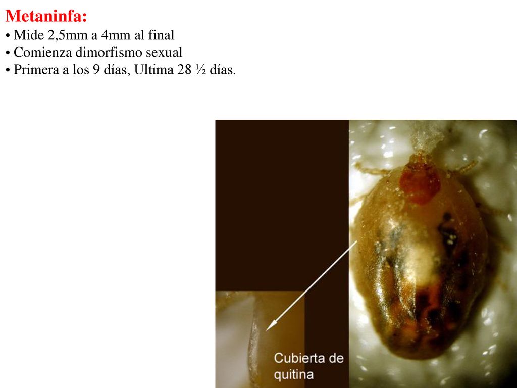 Metaninfa: Mide 2,5mm a 4mm al final Comienza dimorfismo sexual