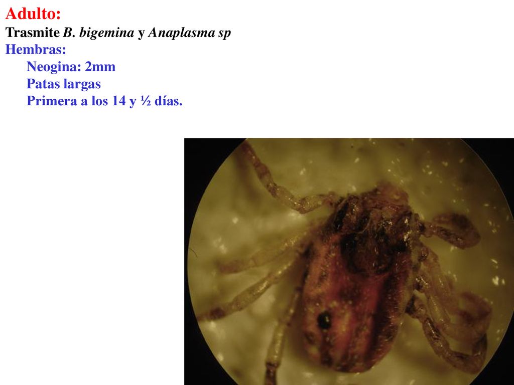 Adulto: Trasmite B. bigemina y Anaplasma sp Hembras: Neogina: 2mm