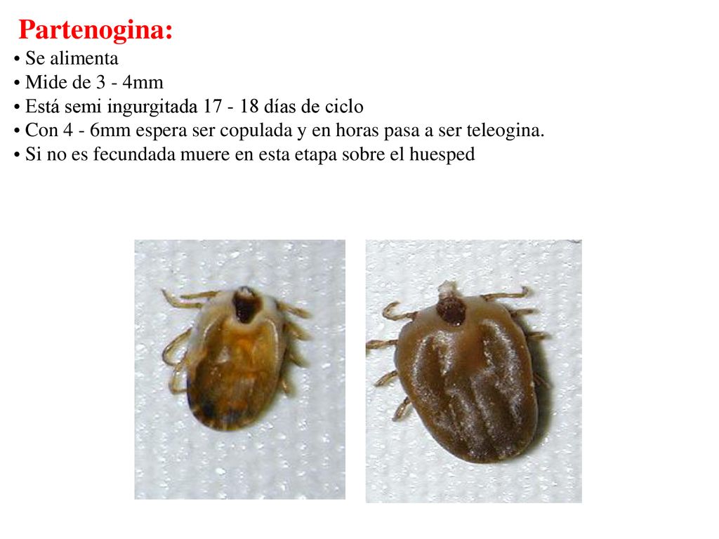 Partenogina: Se alimenta. Mide de 3 - 4mm. Está semi ingurgitada días de ciclo.
