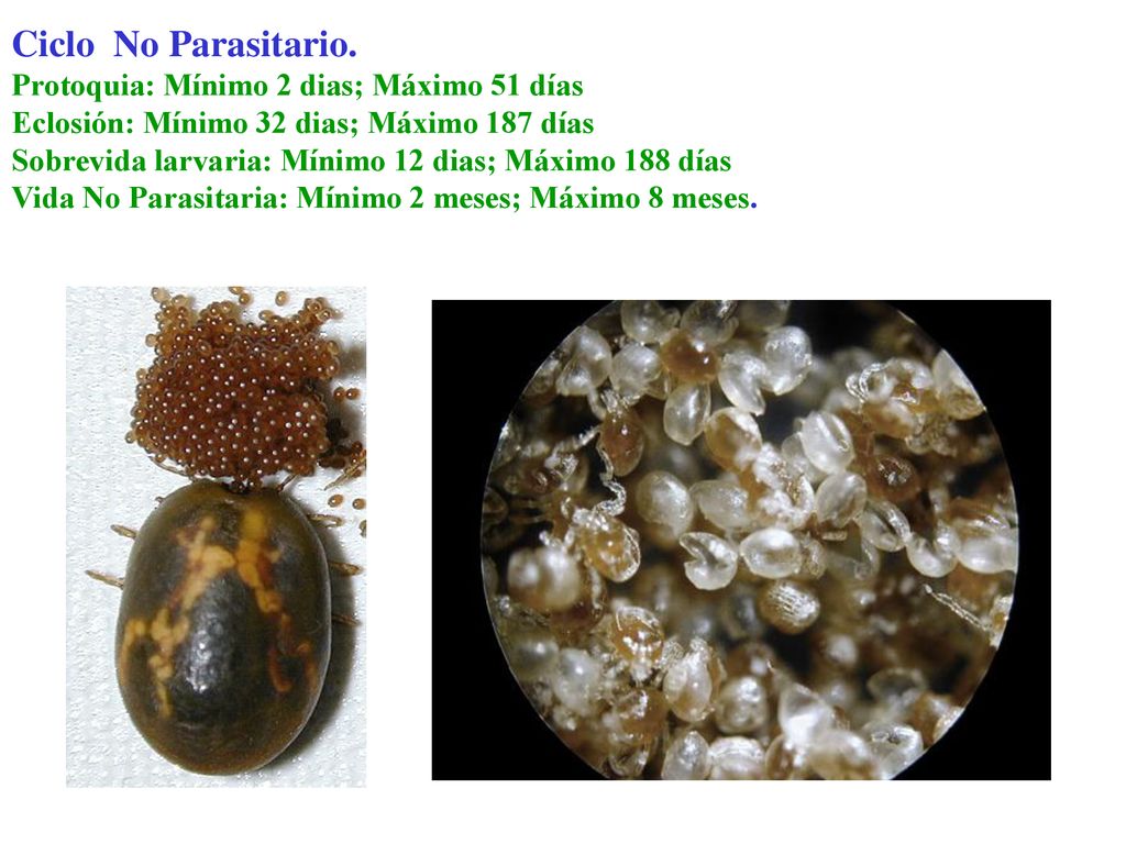 Ciclo No Parasitario. Protoquia: Mínimo 2 dias; Máximo 51 días