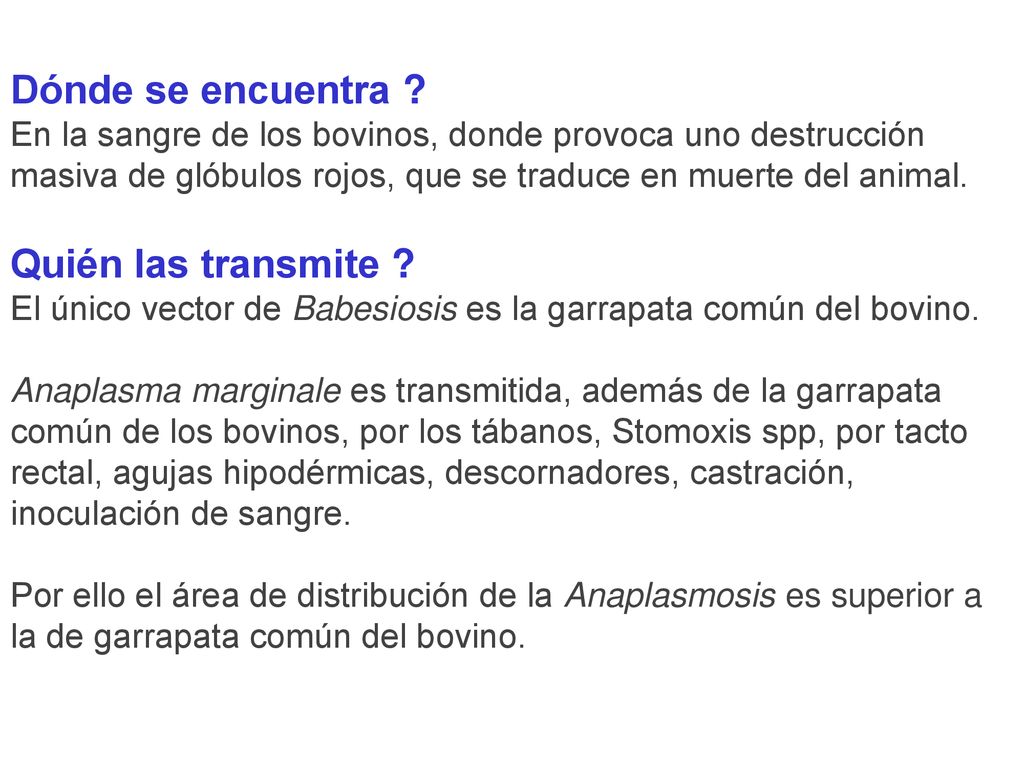 Dónde se encuentra En la sangre de los bovinos, donde provoca uno destrucción masiva de glóbulos rojos, que se traduce en muerte del animal. Quién las transmite El único vector de Babesiosis es la garrapata común del bovino.