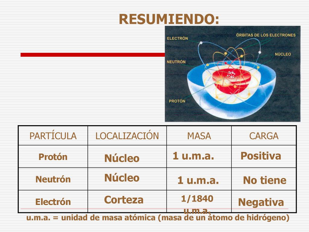 RESUMIENDO: 1 u.m.a. Positiva Núcleo Núcleo 1 u.m.a. No tiene Corteza