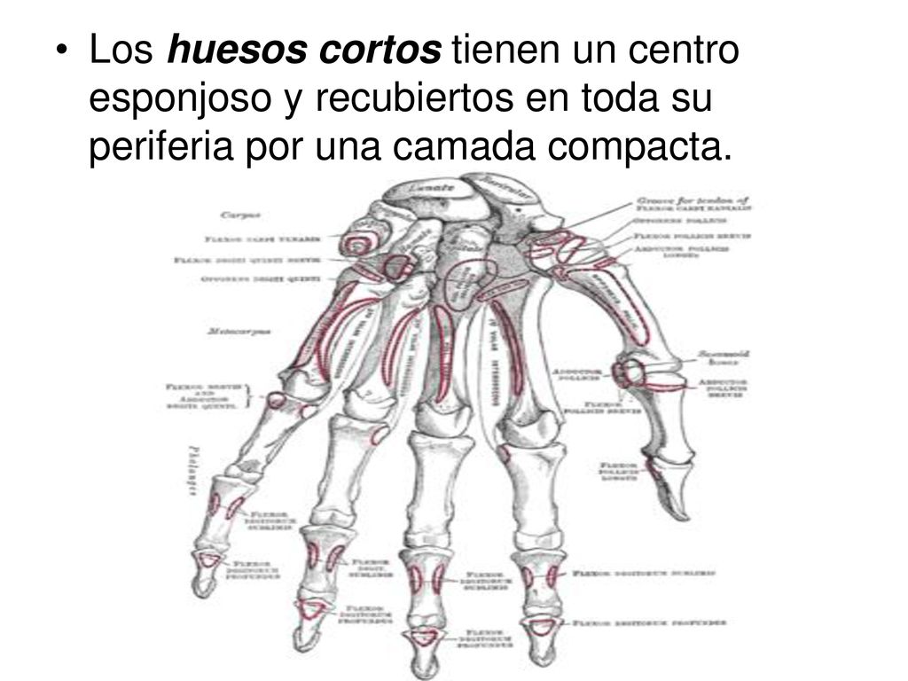 Los huesos cortos tienen un centro esponjoso y recubiertos en toda su periferia por una camada compacta.