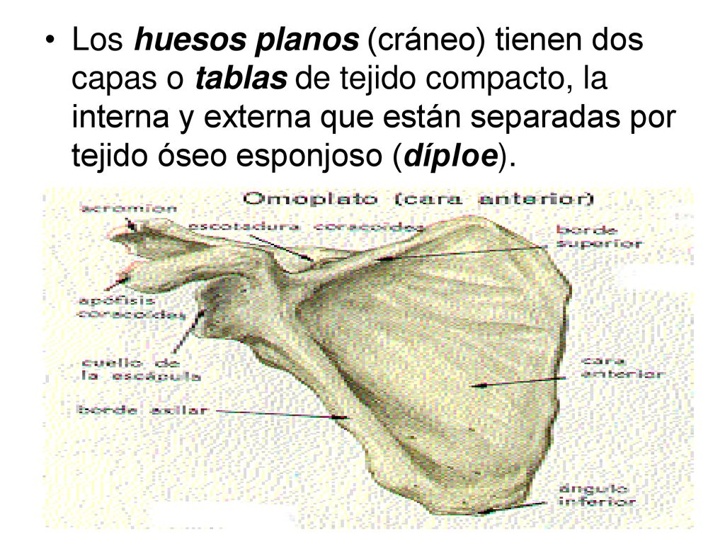 Los huesos planos (cráneo) tienen dos capas o tablas de tejido compacto, la interna y externa que están separadas por tejido óseo esponjoso (díploe).