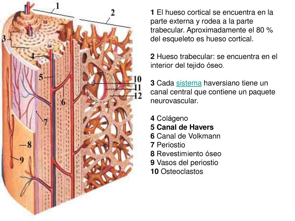 1 El hueso cortical se encuentra en la parte externa y rodea a la parte trabecular. Aproximadamente el 80 % del esqueleto es hueso cortical.