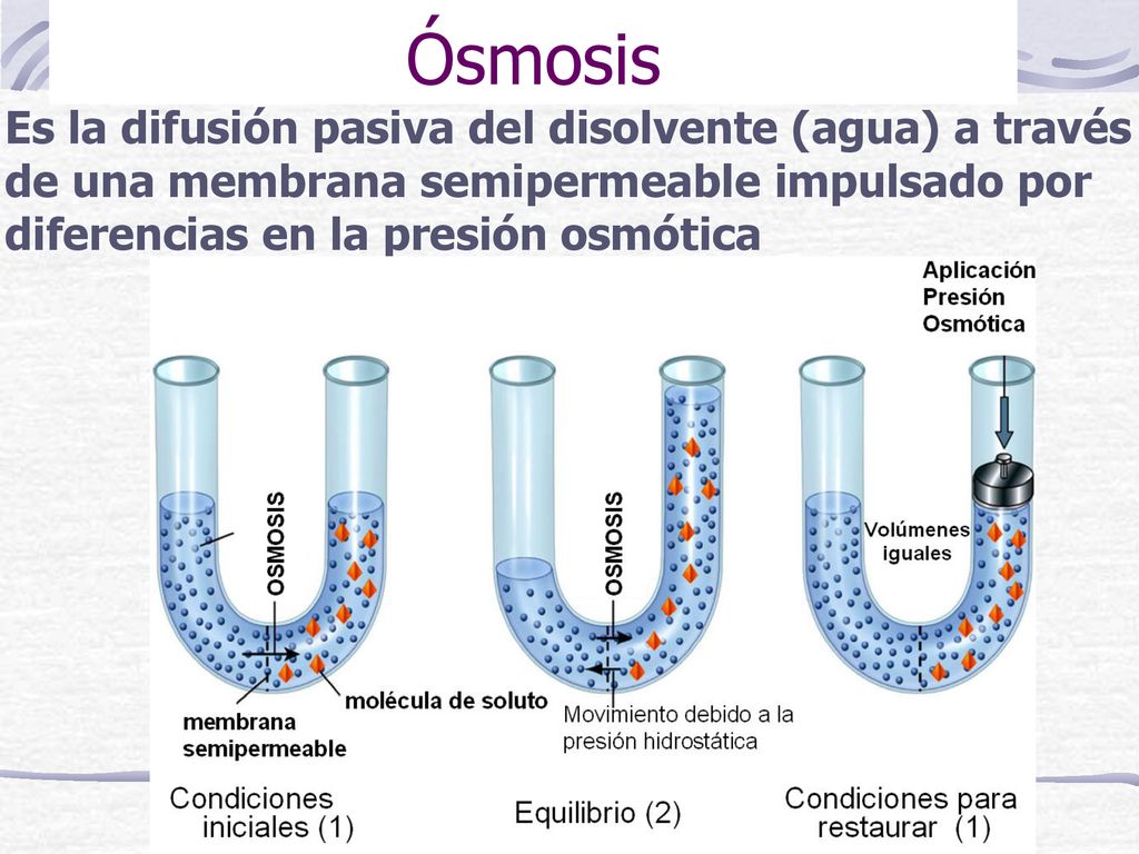 Ósmosis Es la difusión pasiva del disolvente (agua) a través de una membrana semipermeable impulsado por diferencias en la presión osmótica.