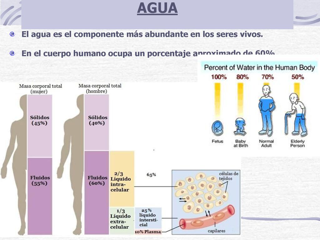 AGUA El agua es el componente más abundante en los seres vivos.