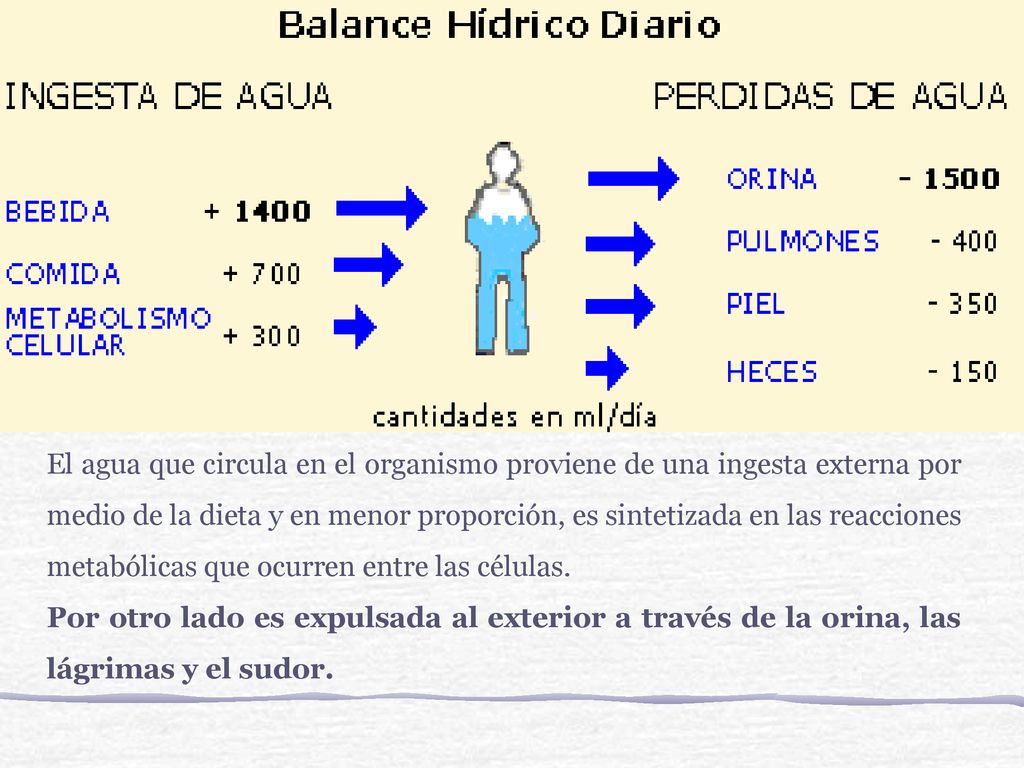 El agua que circula en el organismo proviene de una ingesta externa por medio de la dieta y en menor proporción, es sintetizada en las reacciones metabólicas que ocurren entre las células.