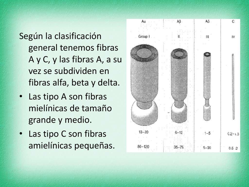 Según la clasificación general tenemos fibras A y C, y las fibras A, a su vez se subdividen en fibras alfa, beta y delta.
