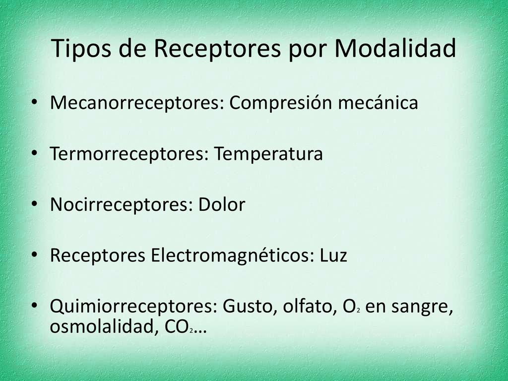 Tipos de Receptores por Modalidad