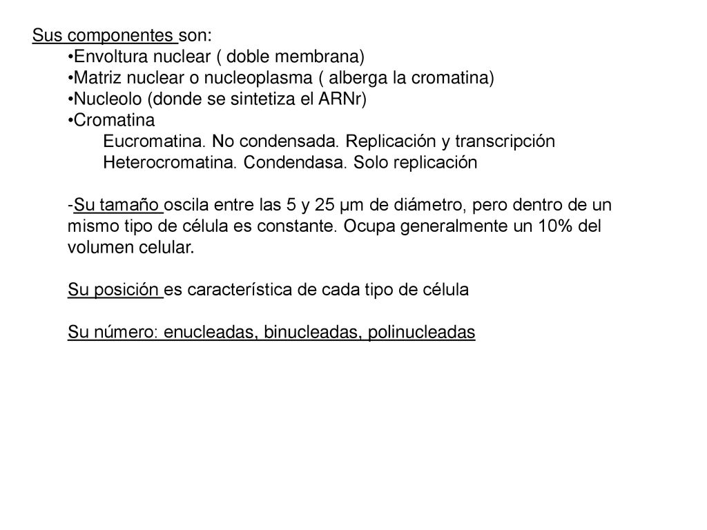 Sus componentes son: Envoltura nuclear ( doble membrana) Matriz nuclear o nucleoplasma ( alberga la cromatina)