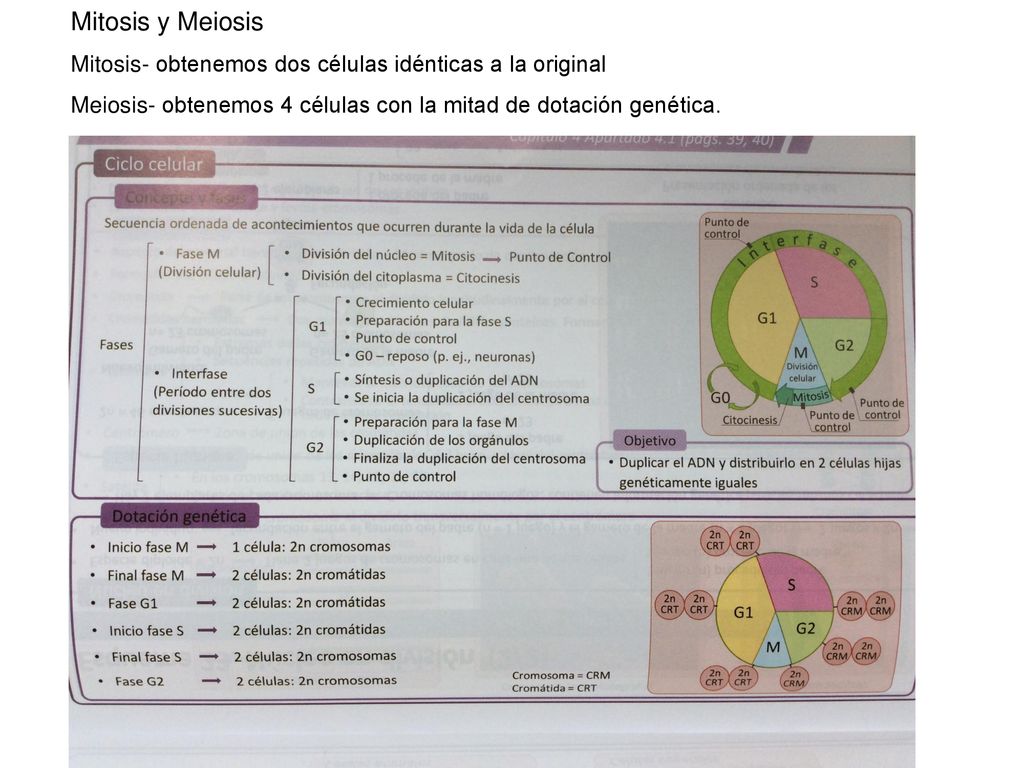 Mitosis y Meiosis Mitosis- obtenemos dos células idénticas a la original.