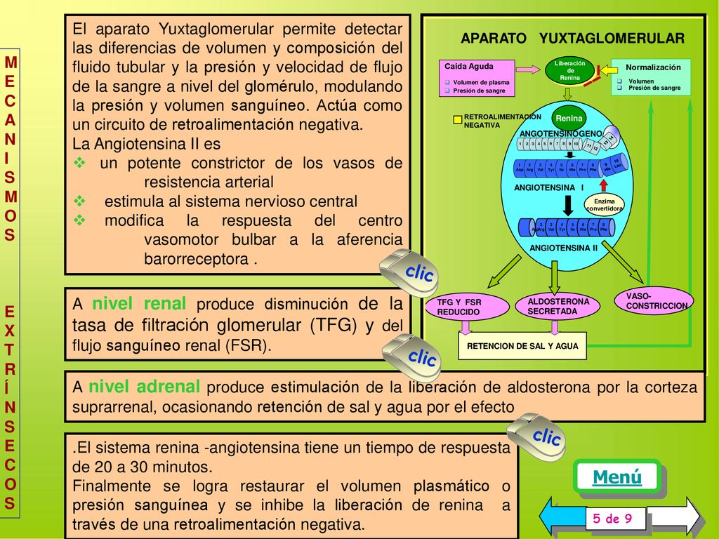 El aparato Yuxtaglomerular permite detectar las diferencias de volumen y composición del fluido tubular y la presión y velocidad de flujo de la sangre a nivel del glomérulo, modulando la presión y volumen sanguíneo. Actúa como un circuito de retroalimentación negativa.