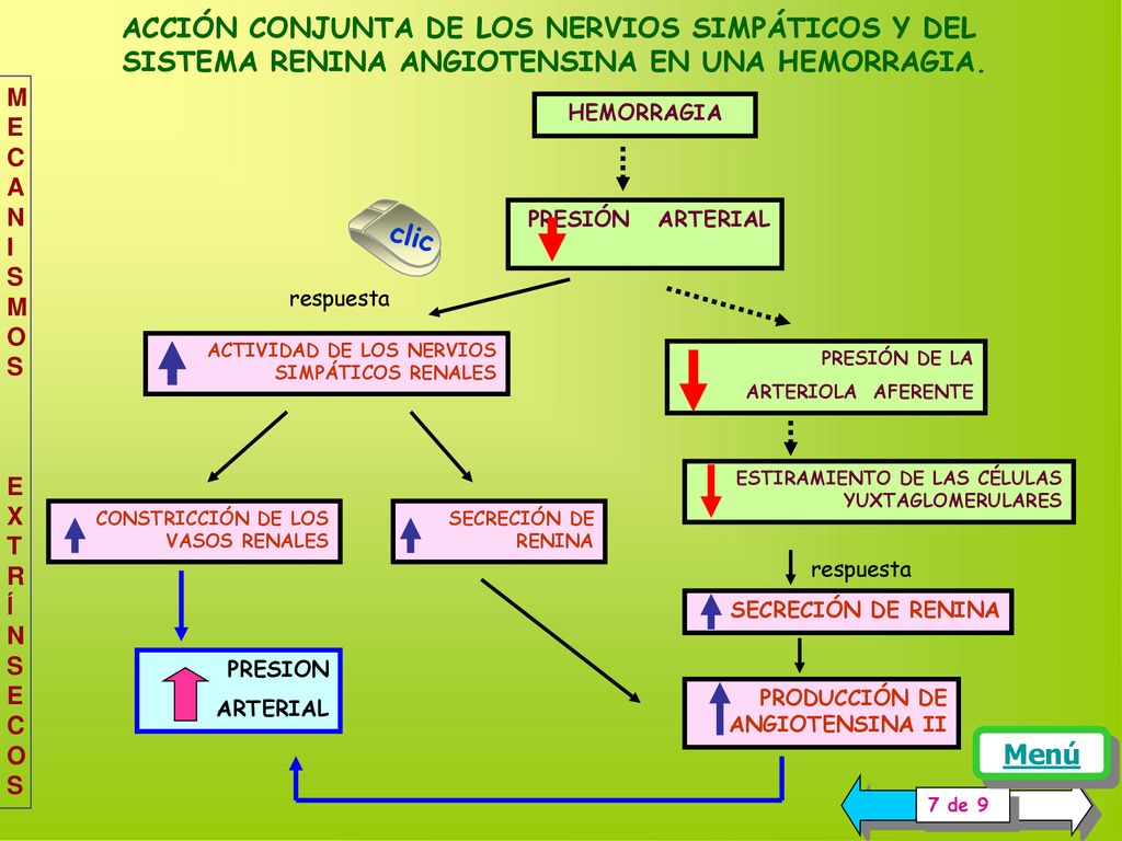ACCIÓN CONJUNTA DE LOS NERVIOS SIMPÁTICOS Y DEL SISTEMA RENINA ANGIOTENSINA EN UNA HEMORRAGIA.