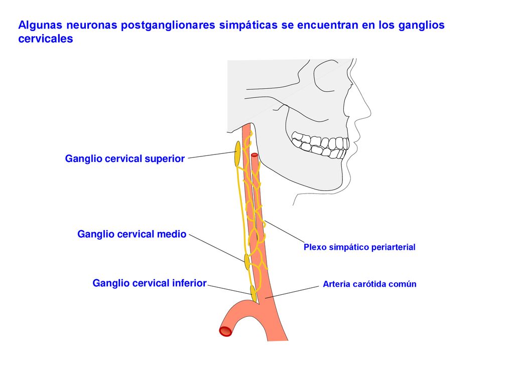 Algunas neuronas postganglionares simpáticas se encuentran en los ganglios cervicales