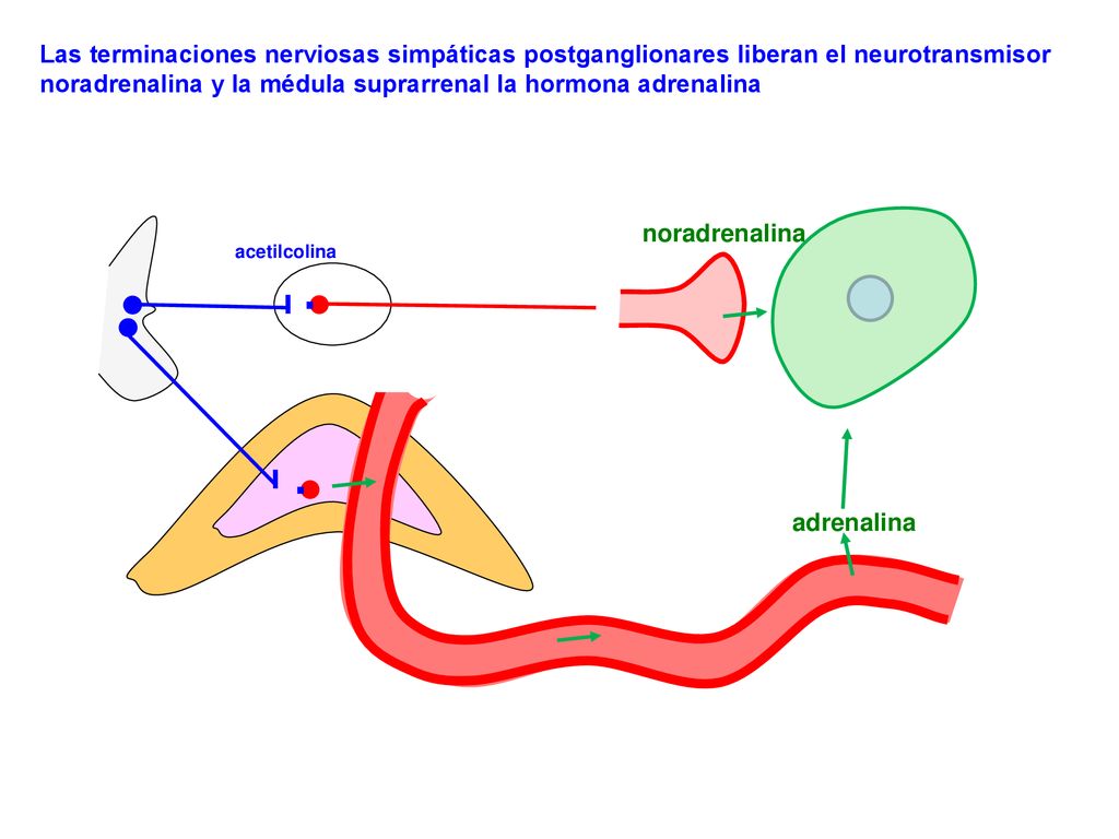Las terminaciones nerviosas simpáticas postganglionares liberan el neurotransmisor noradrenalina y la médula suprarrenal la hormona adrenalina