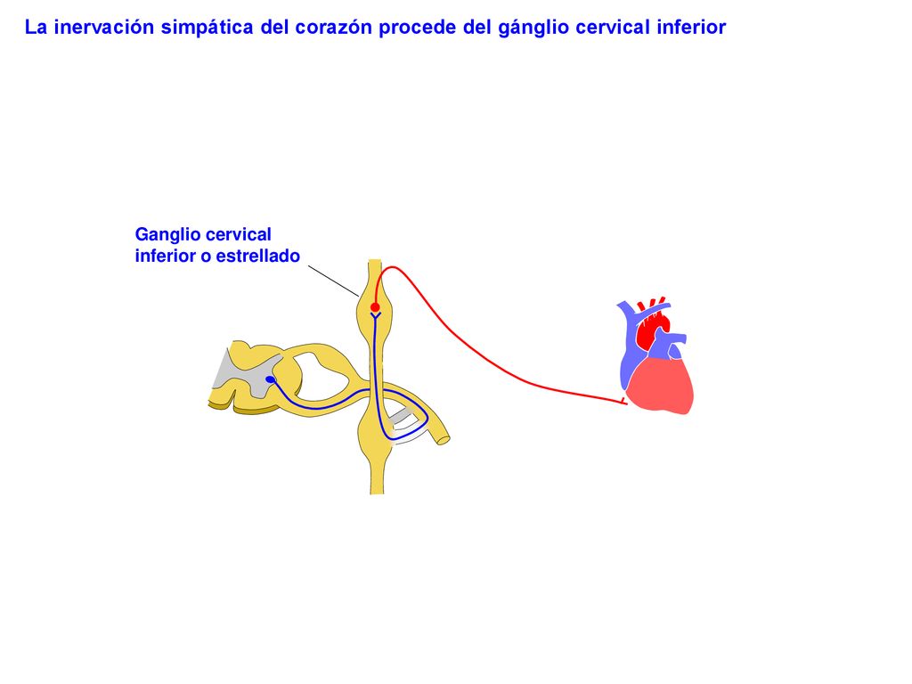 La inervación simpática del corazón procede del gánglio cervical inferior