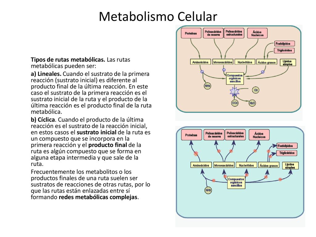 Metabolismo Celular Tipos de rutas metabólicas. Las rutas metabólicas pueden ser:
