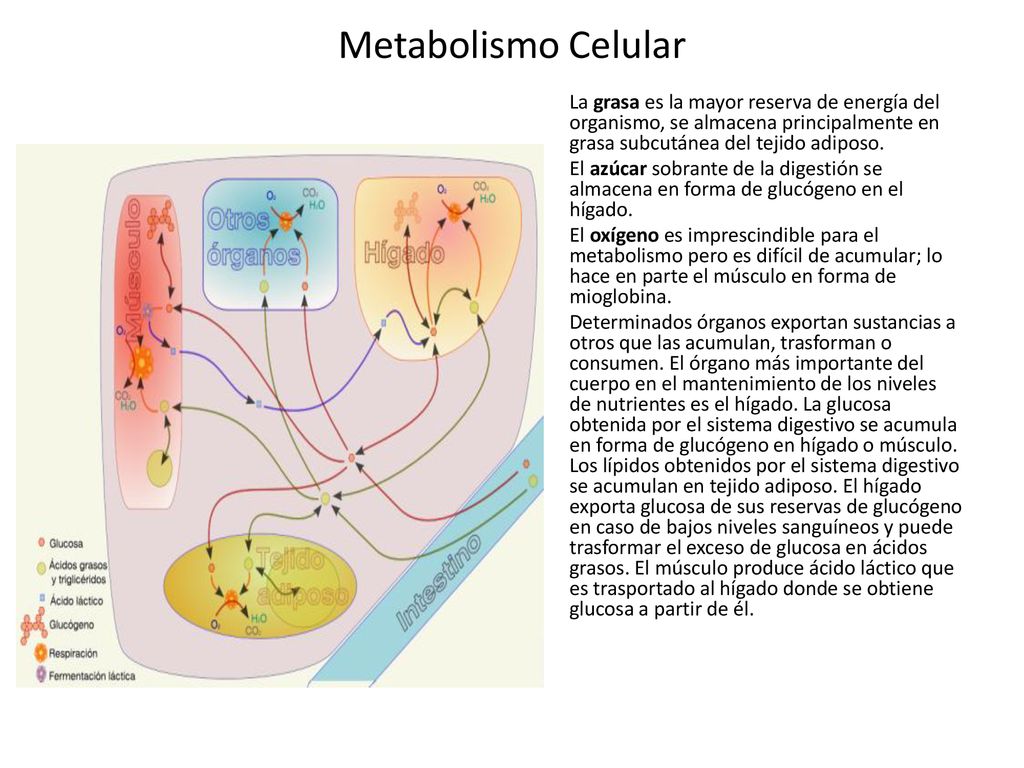 Metabolismo Celular La grasa es la mayor reserva de energía del organismo, se almacena principalmente en grasa subcutánea del tejido adiposo.