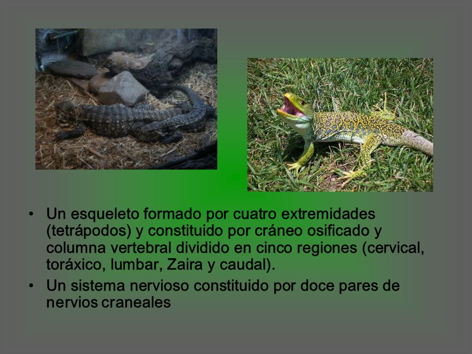 Un esqueleto formado por cuatro extremidades (tetrápodos) y constituido por cráneo osificado y columna vertebral dividido en cinco regiones (cervical, toráxico, lumbar, Zaira y caudal).