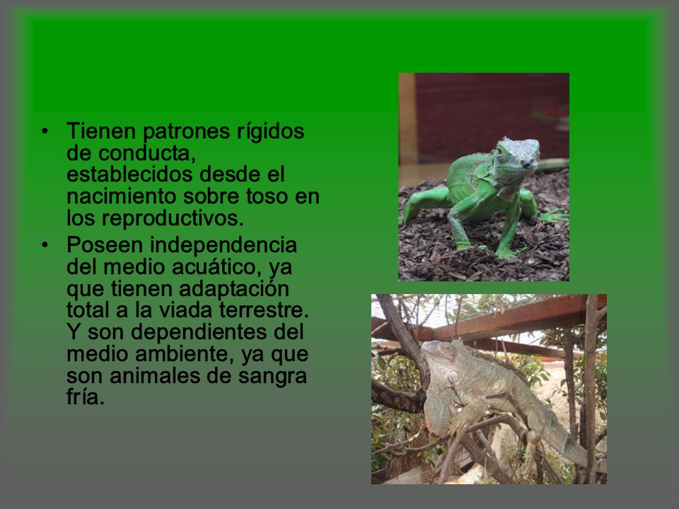 Tienen patrones rígidos de conducta, establecidos desde el nacimiento sobre toso en los reproductivos.
