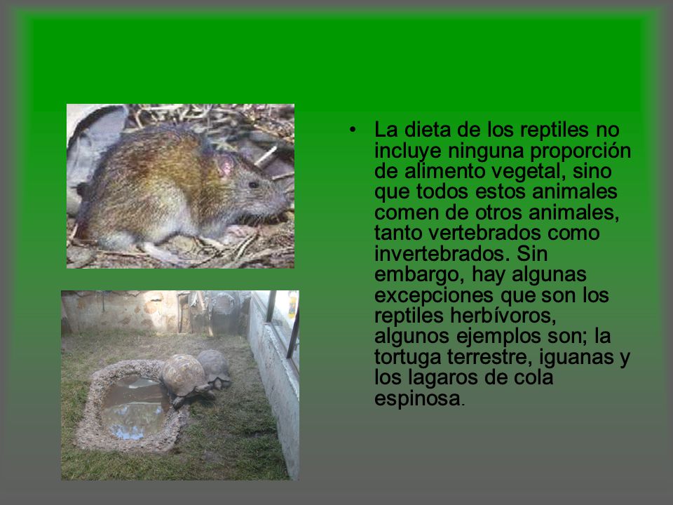 La dieta de los reptiles no incluye ninguna proporción de alimento vegetal, sino que todos estos animales comen de otros animales, tanto vertebrados como invertebrados.