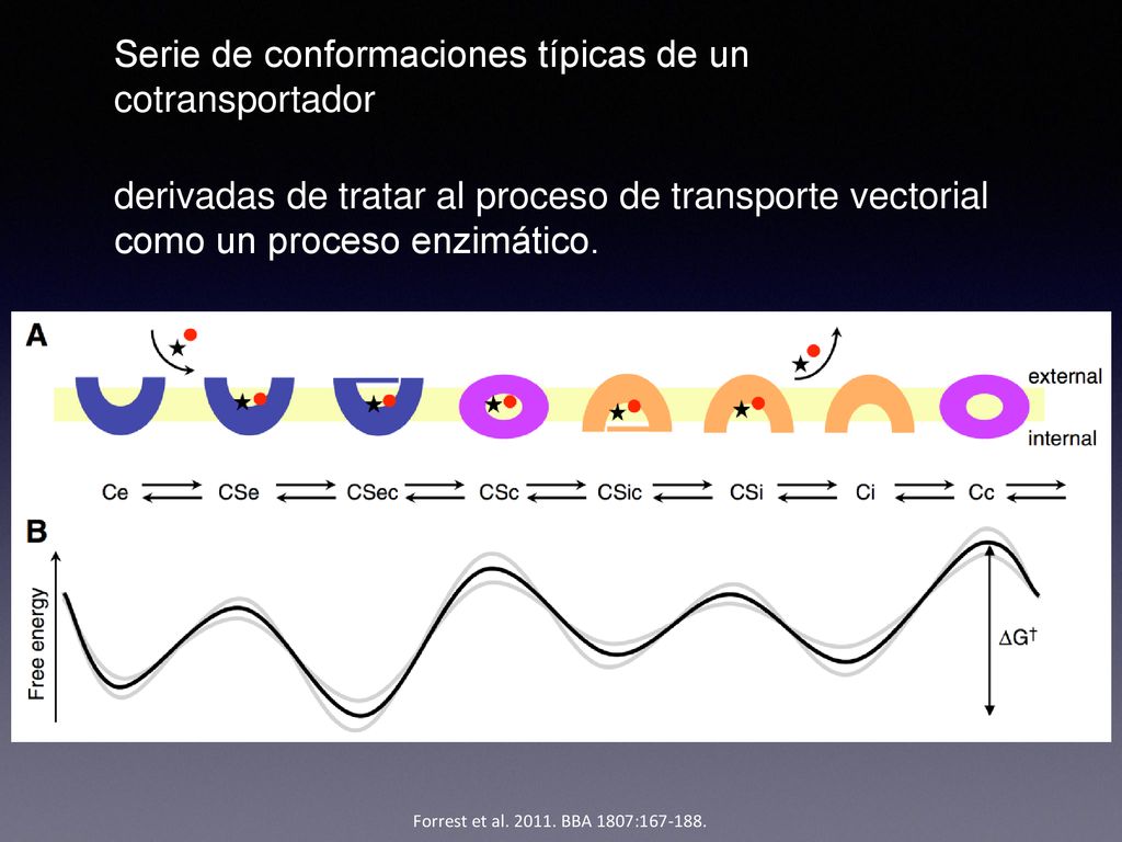 Serie de conformaciones típicas de un cotransportador