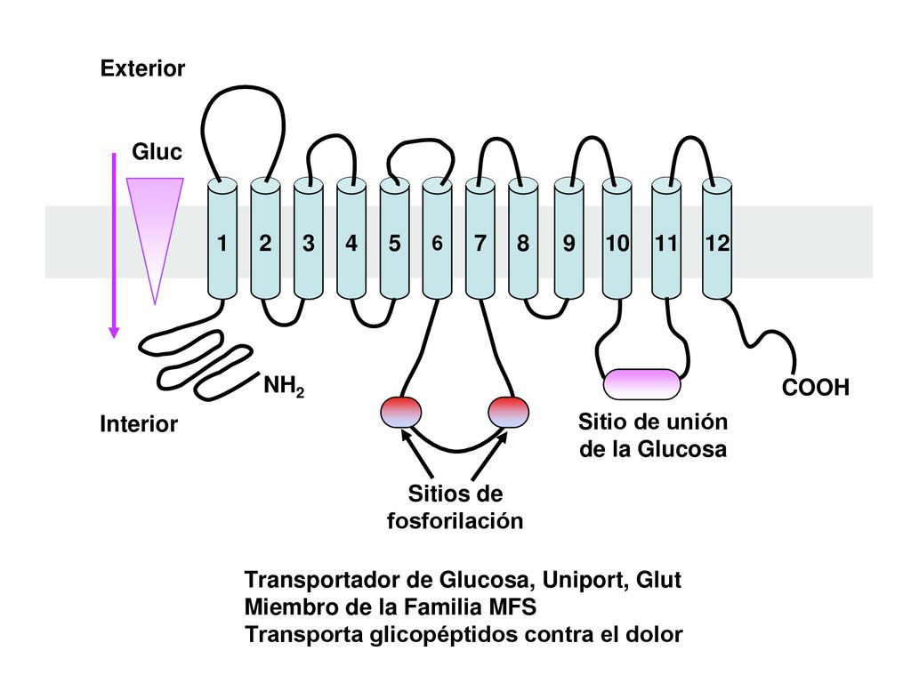 Sitio de unión de la Glucosa Sitios de fosforilación