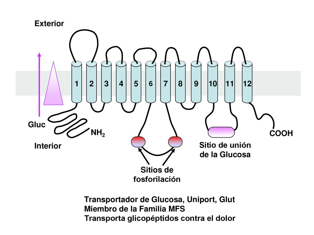 Sitio de unión de la Glucosa Sitios de fosforilación