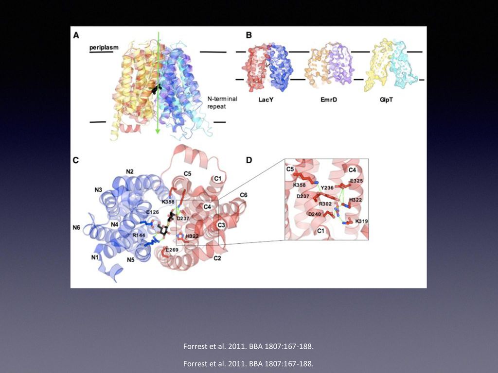 Forrest et al BBA 1807: Forrest et al BBA 1807: