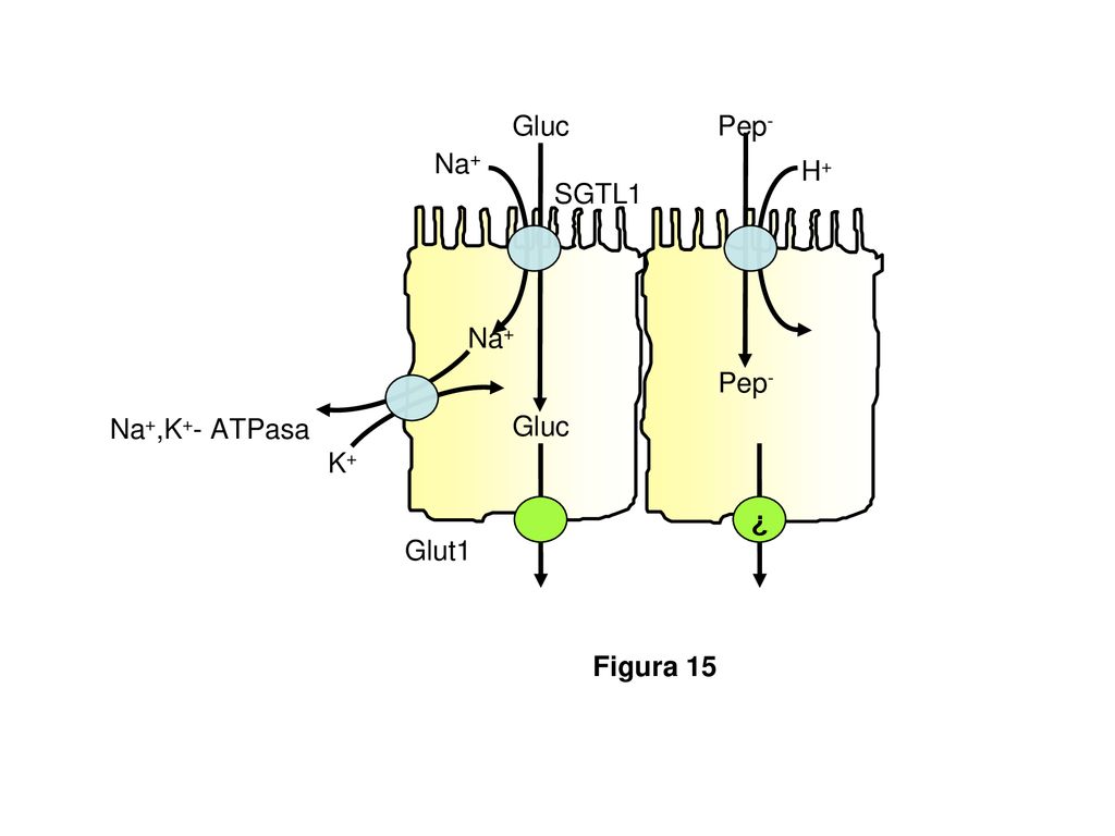 Na+,K+- ATPasa Na+ Gluc SGTL1 H+ Pep- Glut1 Figura 15 ¿ K+