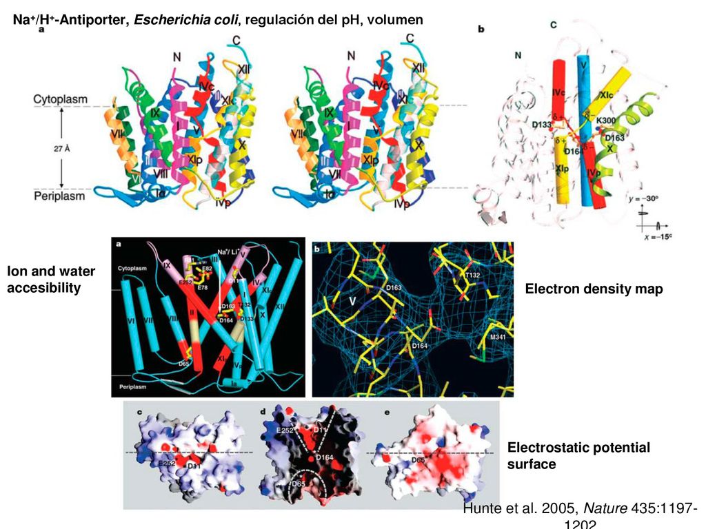 Na+/H+-Antiporter, Escherichia coli, regulación del pH, volumen