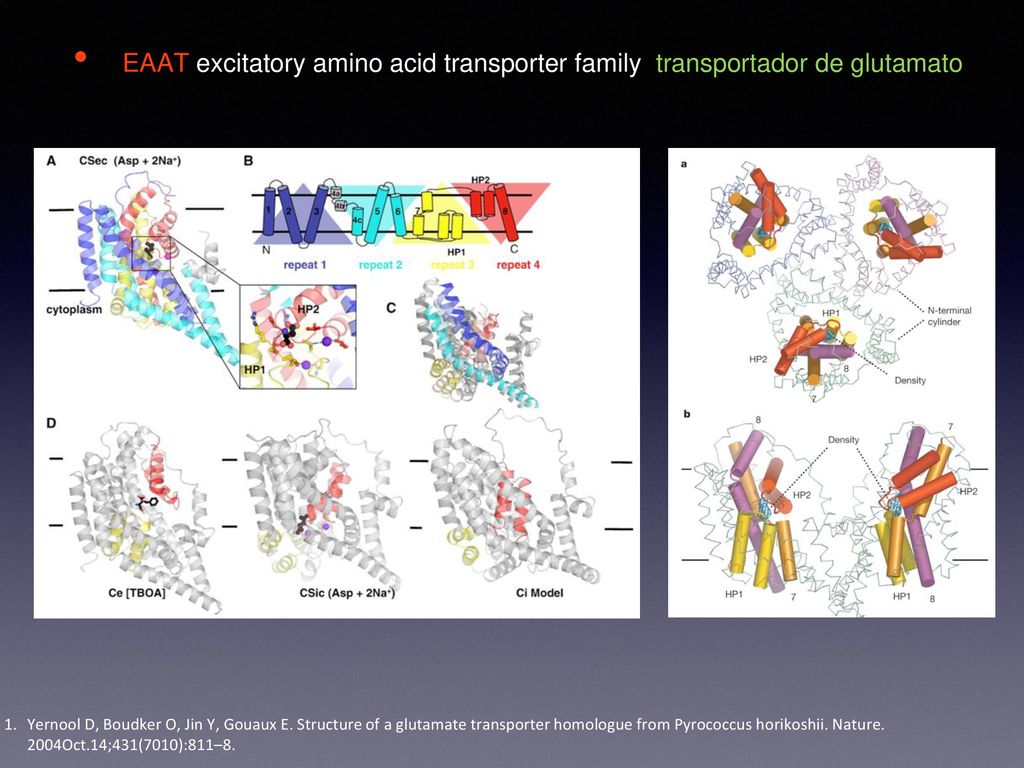 EAAT excitatory amino acid transporter family transportador de glutamato