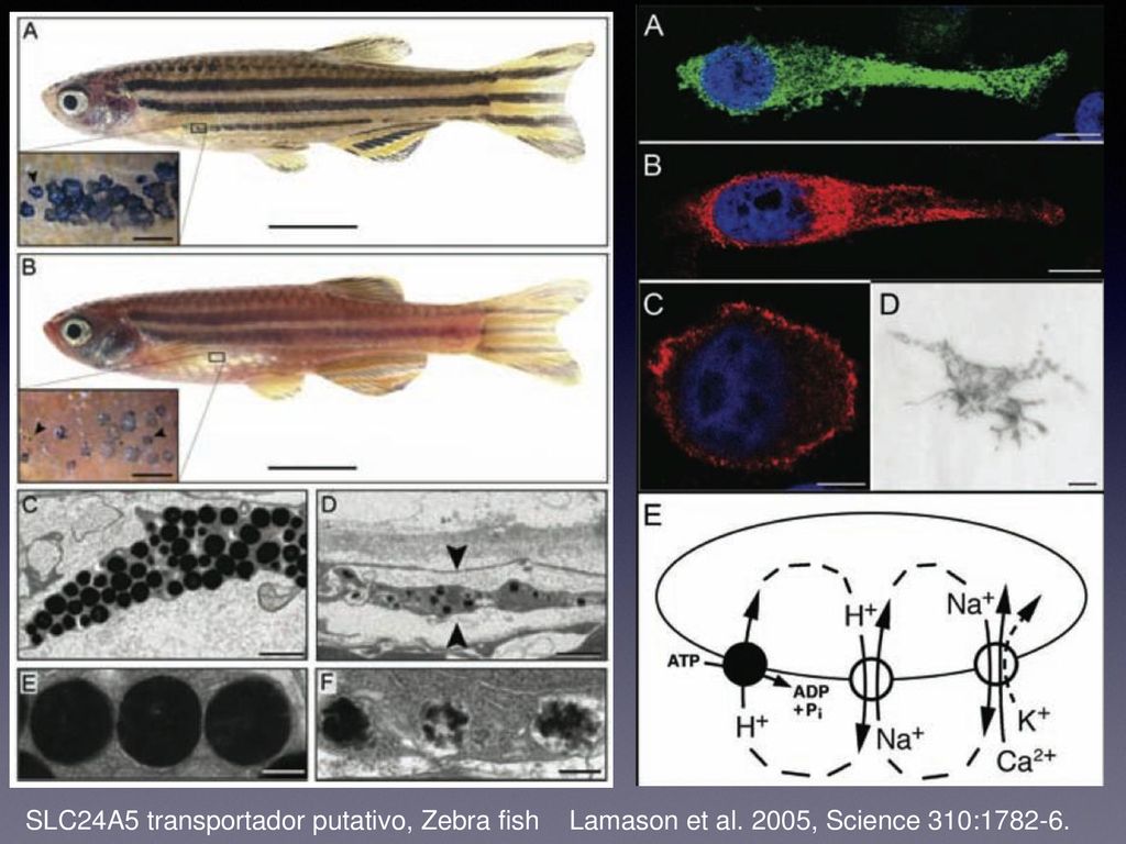 SLC24A5 transportador putativo, Zebra fish Lamason et al