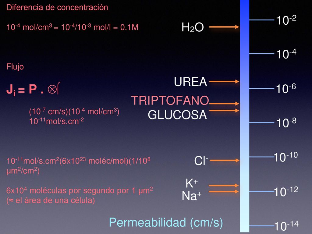Ji = P . Δμ 10-2 H2O 10-4 UREA 10-6 TRIPTOFANO GLUCOSA Cl-