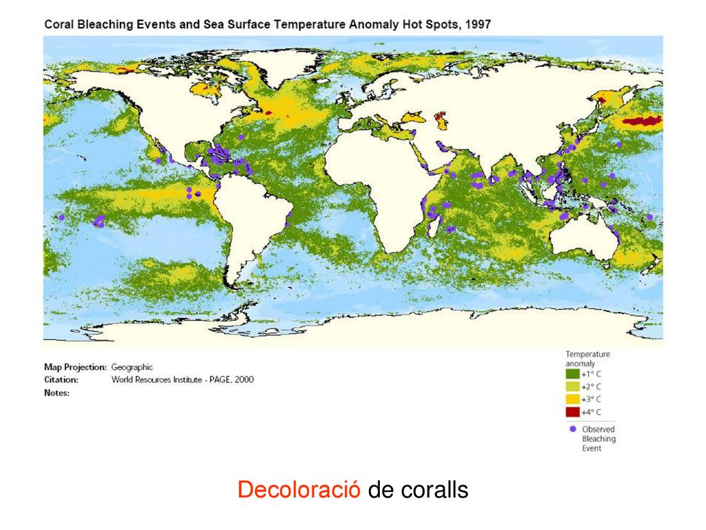 Decoloració de coralls