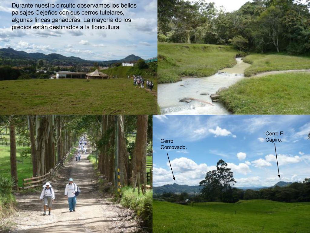 Durante nuestro circuito observamos los bellos paisajes Cejeños con sus cerros tutelares, algunas fincas ganaderas. La mayoría de los predios están destinados a la floricultura.
